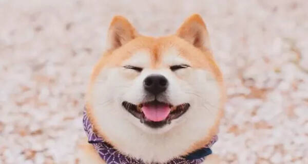 抖音最火!来看看迷人微笑柴犬到底有多暖心?网友:这笑容如沐春风