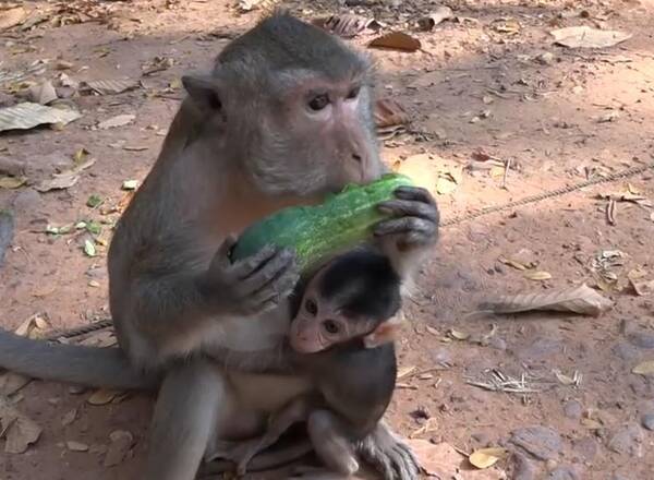 自私的母猴只顾自己吃,连一半都不愿分给小猴子