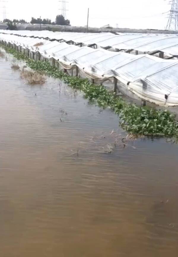 寿光洪灾后的第六天,我们找到受灾的盐农、养