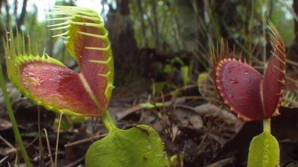 世界上最恐怖的食人树,既吃肉还吃人?其实这东