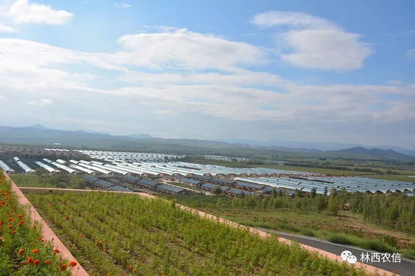 林西联社全面开展金融服务乡村振兴战略百日