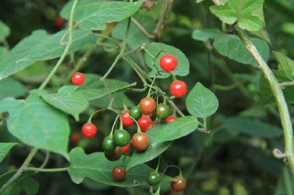 这野草果实酷似樱桃,曾是农民讨厌的杂草,如今