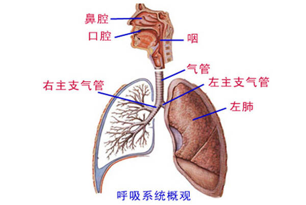 吉首市人民医院邬云斌:流感的预防知识