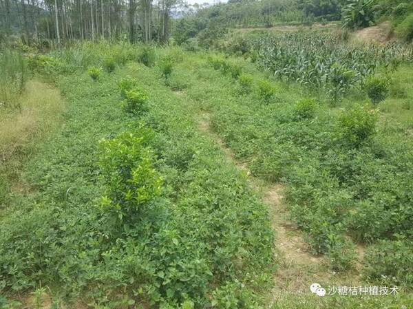 柑橘果农问:幼树被老鼠咬怎么办?果园适合套种