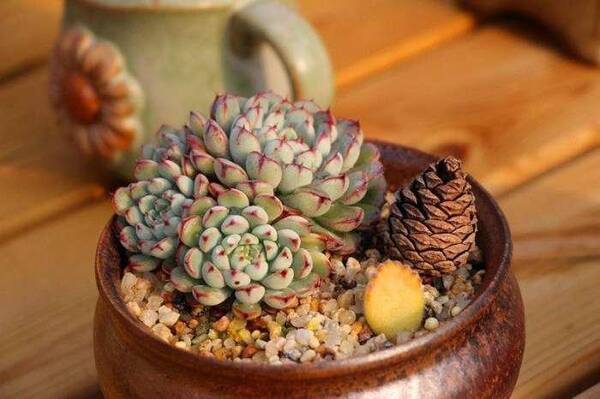 还想靠多肉植物赚钱, 大棚主听好了: 炒多肉和炒