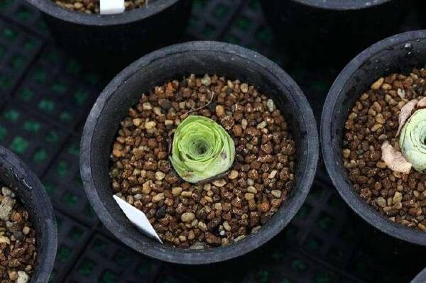 还想靠多肉植物赚钱, 大棚主听好了: 炒多肉和炒