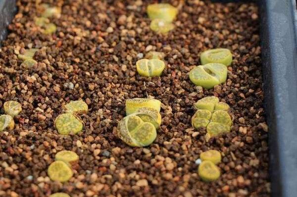 还想靠多肉植物赚钱, 大棚主听好了: 炒多肉和炒