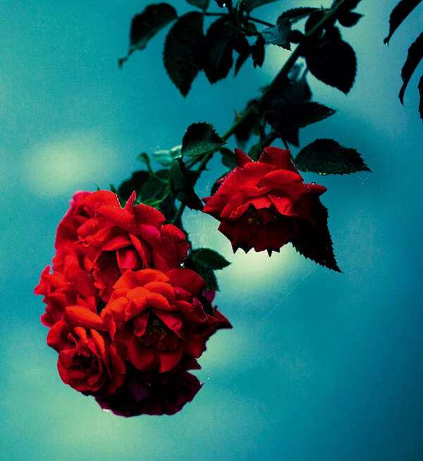 花变染乎世情:月季的前世今生