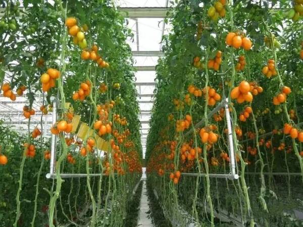 荷兰农业发达的秘密就隐藏这里:温室种植!