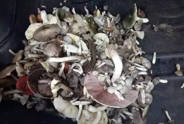 捡蘑菇啦!赤峰境内蘑菇产地及品种大全(收藏版