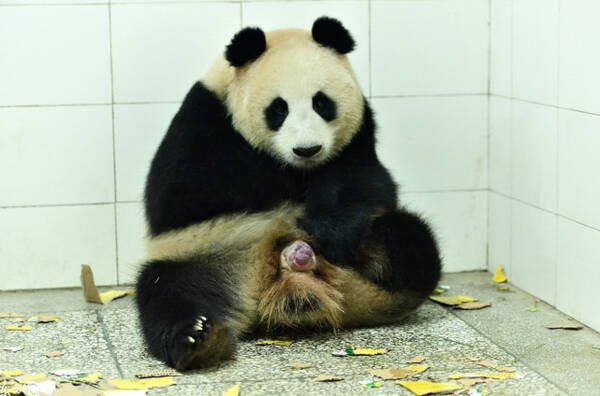 前方高能!看过熊猫妈妈是如何生熊猫宝宝的吗