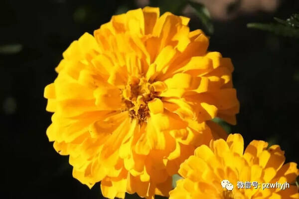 心香一瓣:忆岳父(杲先旺)