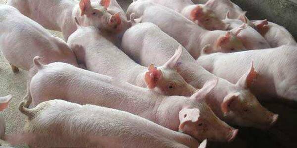 生猪养殖和屠宰加工行业发展机会及行业本身蕴