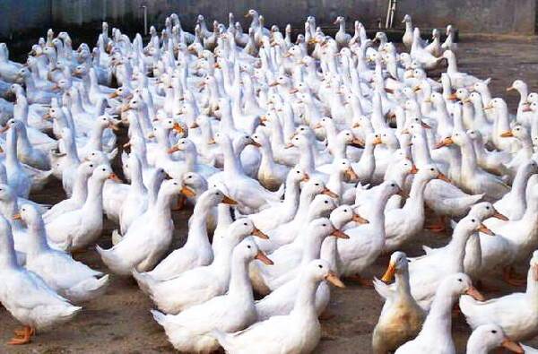 肉鸭屠宰加工行业发展存在的问题分析