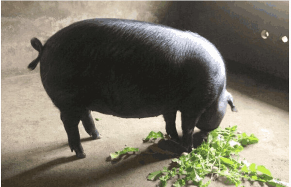 为什么猪肉越来越不好吃了? 味道有也点怪怪的