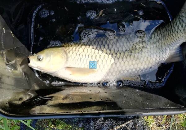 野生水库支流,用谷麦钓获8斤野生大草鱼,用箱