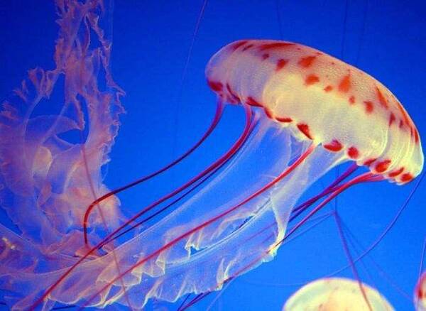 象龟寿命255岁,却只排世界第五,排名第一的能