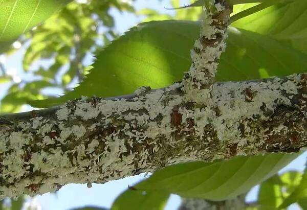 苗木病虫害:园林植物常见病虫害“蚧壳虫”的症状及防治方法