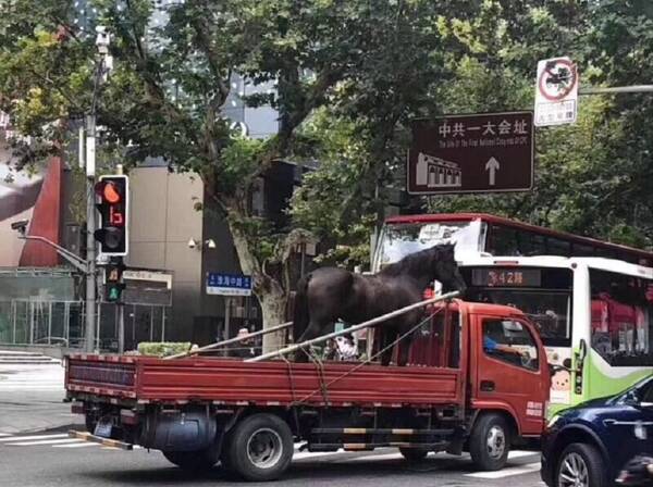 上海骑马女的处罚结果出来了!