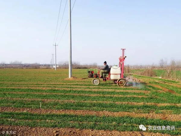 小麦封闭除草,哪些除草剂效果好?抢先看,这些