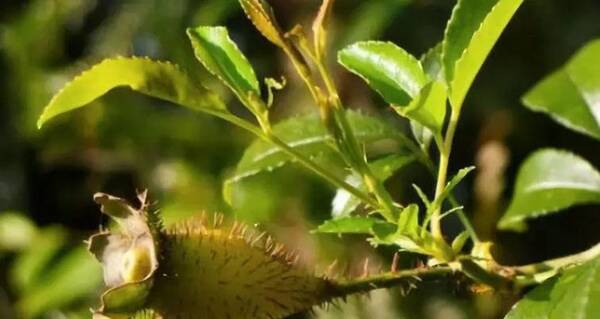 酿酒工艺:刺梨泡酒喝的功效和作用