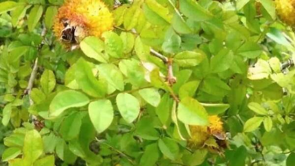 酿酒工艺:刺梨泡酒喝的功效和作用