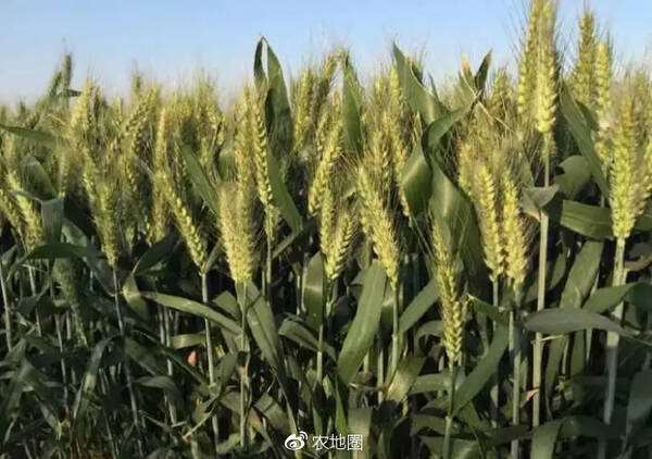 算一笔账:种植一亩地小麦,除去成本,利润能有多