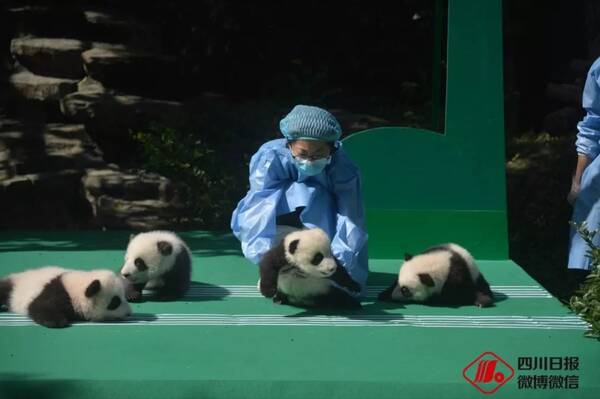 团子丰收了!2018级新生熊猫宝宝闪亮登场,萌到