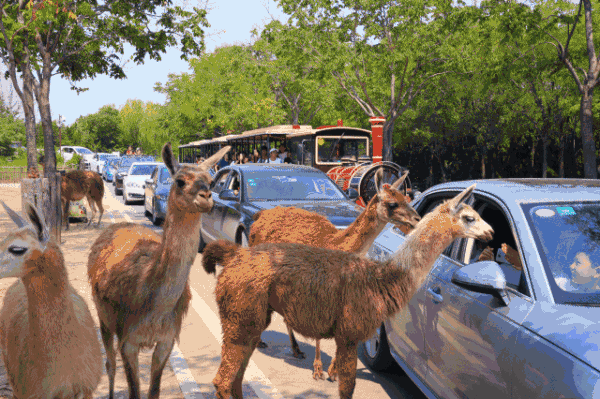 留言送门票丨国庆如何快速玩转济南野生动物世界,看这一篇就够了!