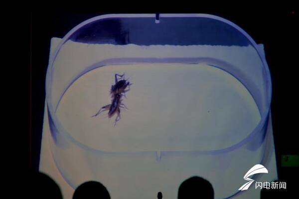 斗蛐蛐能赢百万大奖!国庆假期快去宁阳看蟋蟀