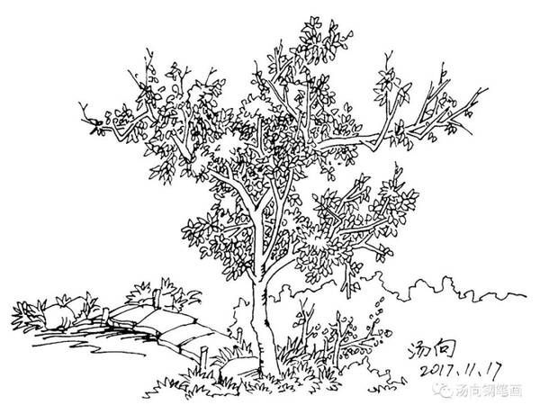 钢笔画树