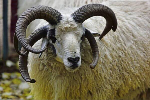被自己羊角戳死的盘羊，堪称最无语的死法!它到底是怎么做到的?