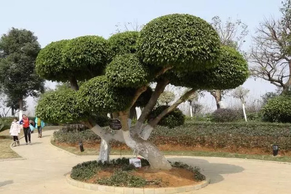榕树 图片