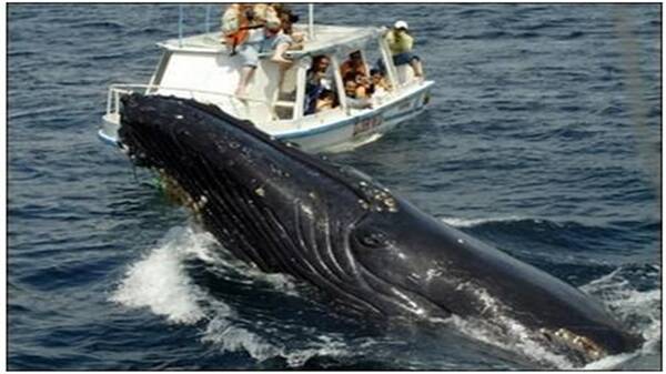 日本人这么喜欢捕杀鲸鱼,一头鲸鱼的利润到底