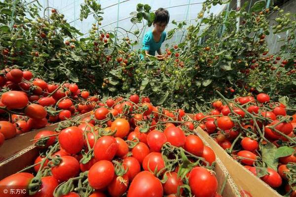 一亩大棚蔬菜一年能挣多少钱,让菜农来告诉你