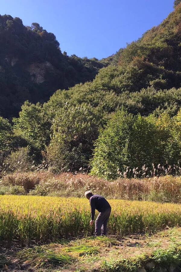长安小江南!一畦春韭绿,十里稻花香