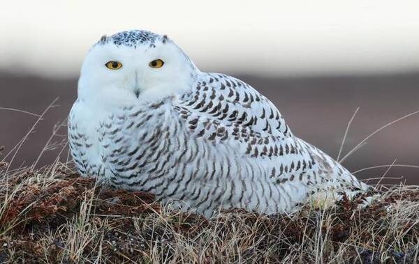 雪鸮在孵蛋,主人想摸一下,雪鸮:你想咋地,你替我