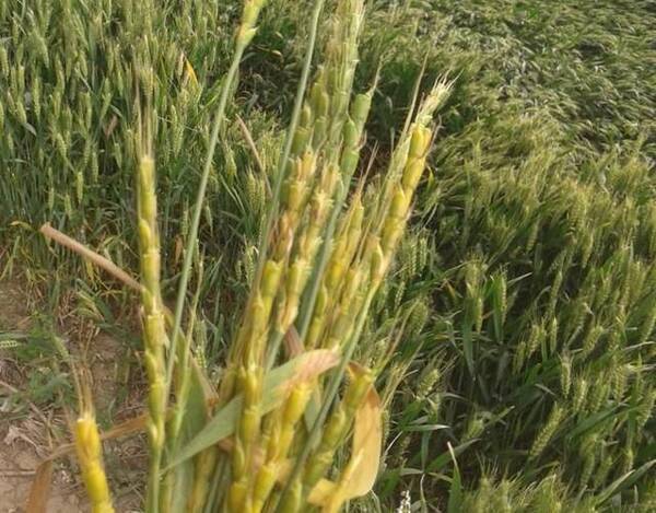 小麦田杂草节节麦难防治,仅一种除草剂有效果