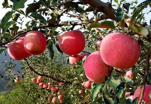 山东苹果和陕西苹果差别在哪?哪的更好吃?