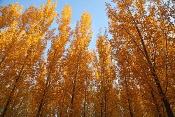 周末气温…沧州这片网红小树林今年更漂亮了,
