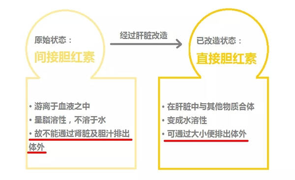 临床上大多数的新生儿黄疸以间接胆红素升高为主,如果血中直接胆红素