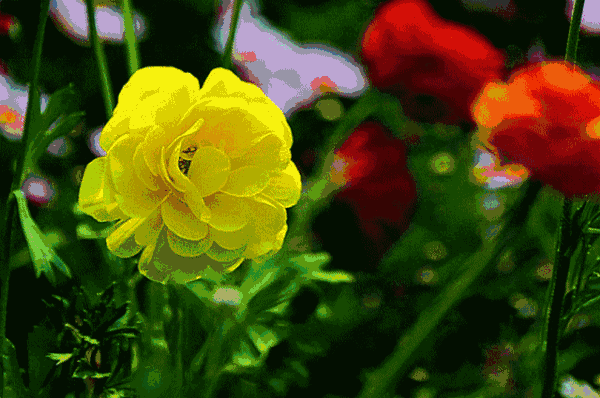 壁纸 花 桌面 640_425 gif 动态图 动图