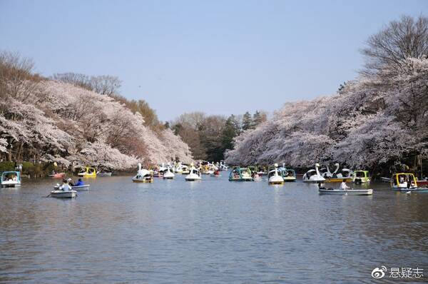 日本悬案之七井之头公园碎尸案:男子被分尸27