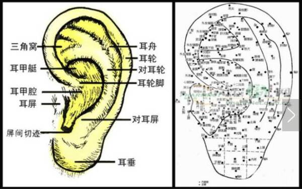 耳朵人口_人口普查(2)