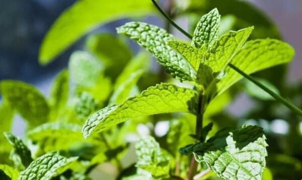 爱植拍said 日本特有的可食用植物 具有凉血,镇定舒缓,抑菌的作用图片