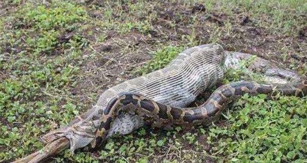 女子在山里发现蟒蛇进食,正准备偷偷溜走时,蟒