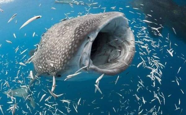 蝉的身体结构_微明网