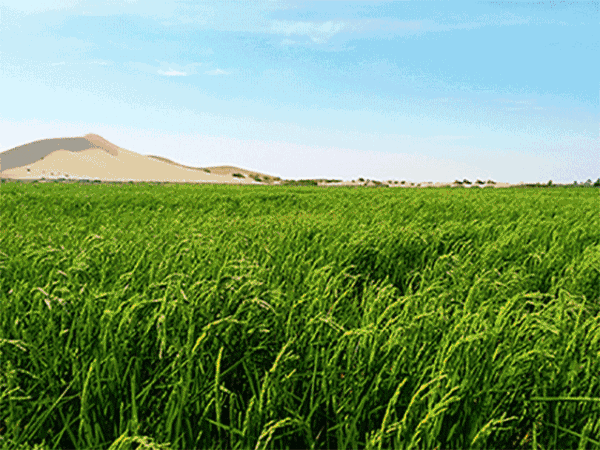 壁纸 草原 成片种植 风景 植物 种植基地 桌面 640_480 gif 动态图 动