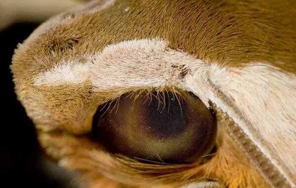 飞蛾为什么会扑火?| 趋光性的真相远没你想的