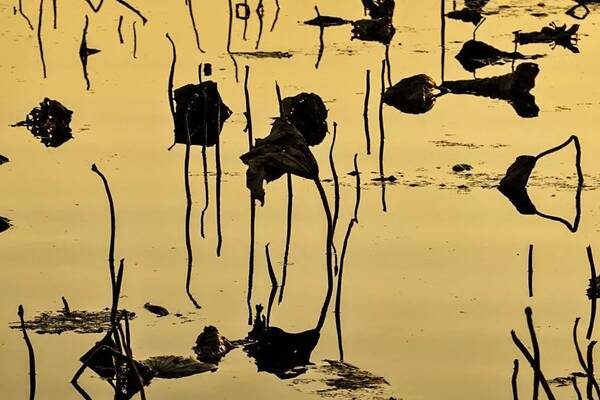 送走一年旅游旺季,看白洋淀静谧之美!